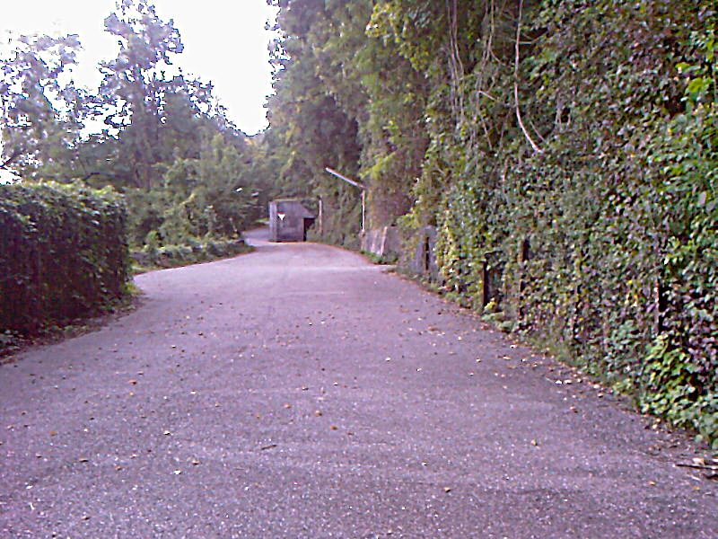 Datei:Goldfisch Obrigheim 18.jpg