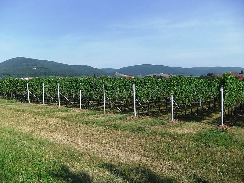 Datei:Weinlehrpfad Edenkoben 07.JPG