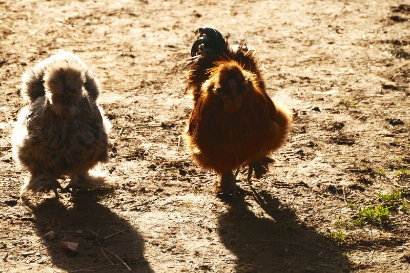 Datei:Seidenhuhn Hirtenaue 01.jpg