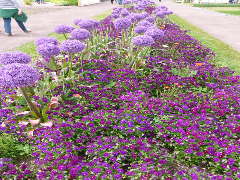 Datei:LGS Landau Dahlie 3.JPG