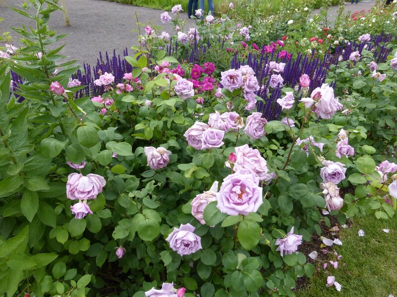 Datei:LGS Landau Rose 2.JPG