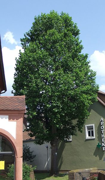 Datei:Tulpenbaum Neckargemünd.JPG