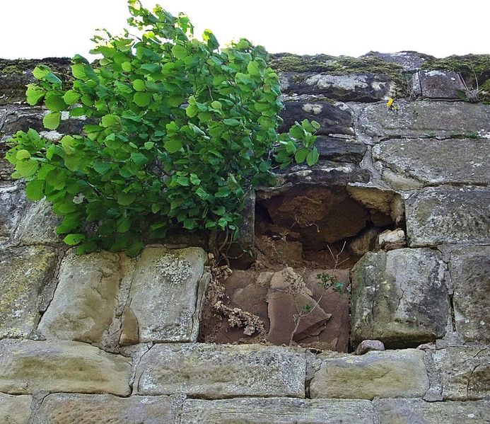 Datei:Burg Steinsberg 19.JPG