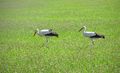 Wdf storch4.jpg