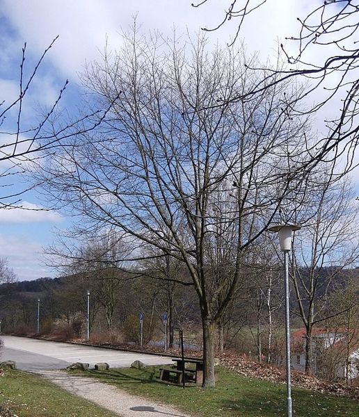 Datei:Wilhelm-Zimmermann-Gedächtniseiche Obrigheim.JPG