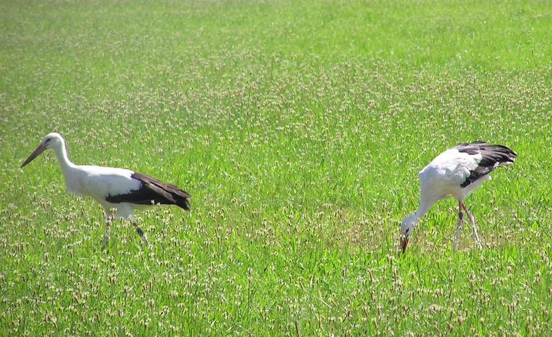Datei:Wdf storch5.jpg