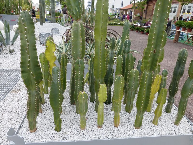 Datei:LGS Landau Kakteenland 1.JPG