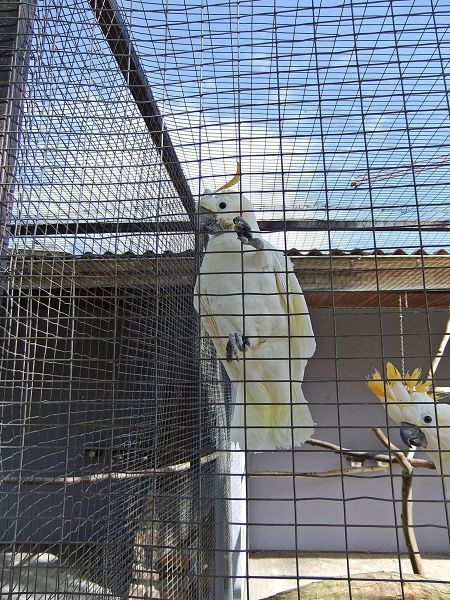 Datei:Vogelpark Altlussheim 09.JPG