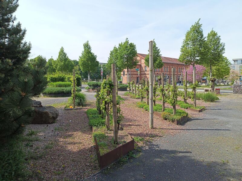 Datei:Partnerschaftsgarten Haguenau 6.jpeg