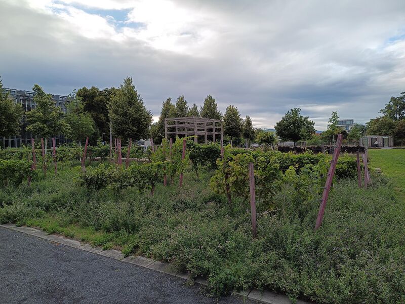 Datei:LGS Landau Weingarten 2 .jpeg