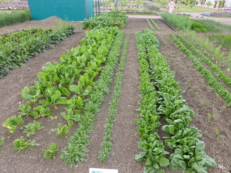 Datei:LGS Landau Pfalzmarkt 1.JPG