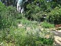 Heilkräutergarten