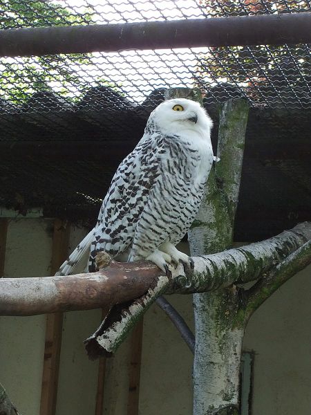 Datei:Vogelpark Altlussheim 06.JPG